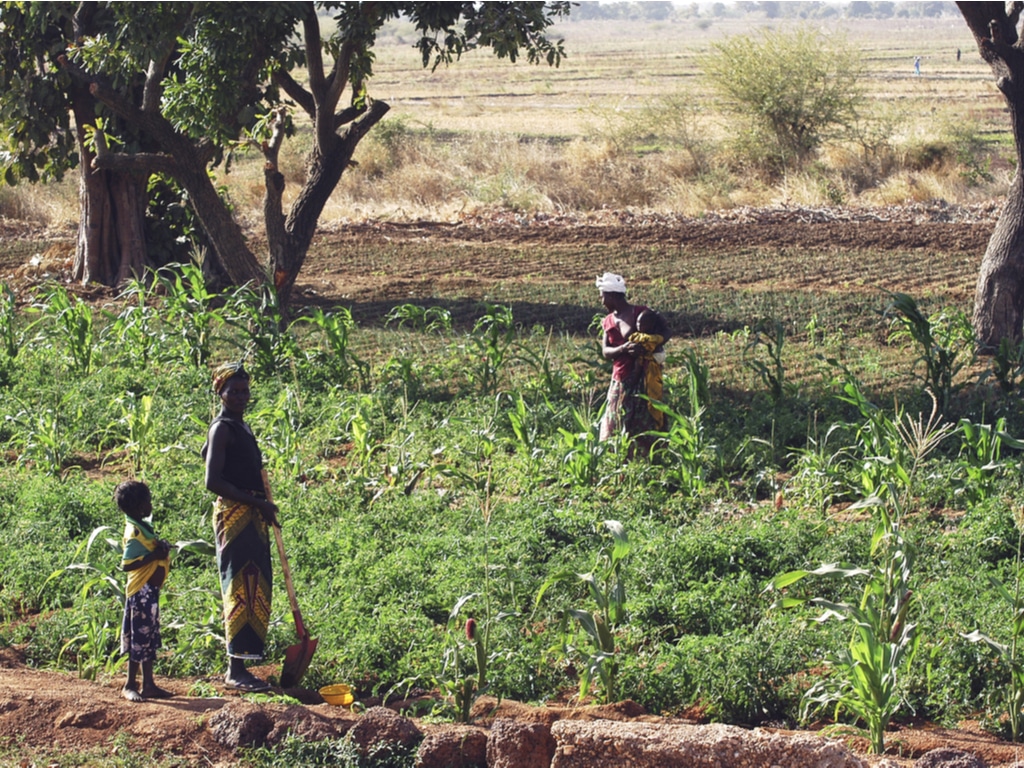 
           AFRIQUE DE L’OUEST : le Pafao lance un appel à projets d’agriculture familiale | Afrik 21 
