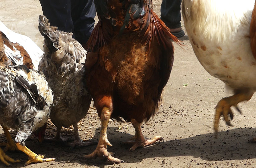 
           La grippe aviaire fait rage dans les Savanes 