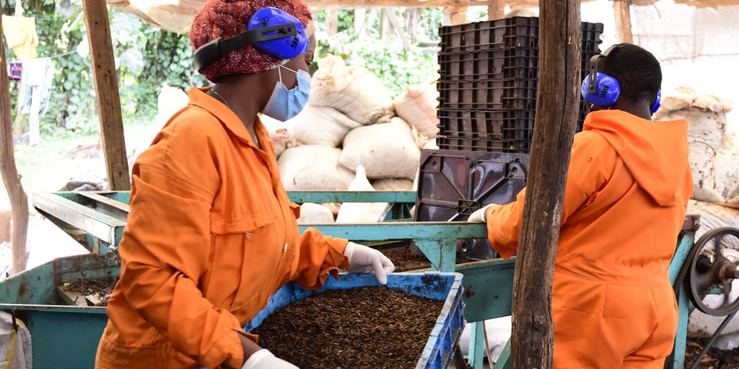 
           Au Kenya, l’élevage d’insectes se développe pour renforcer la sécurité alimentaire 