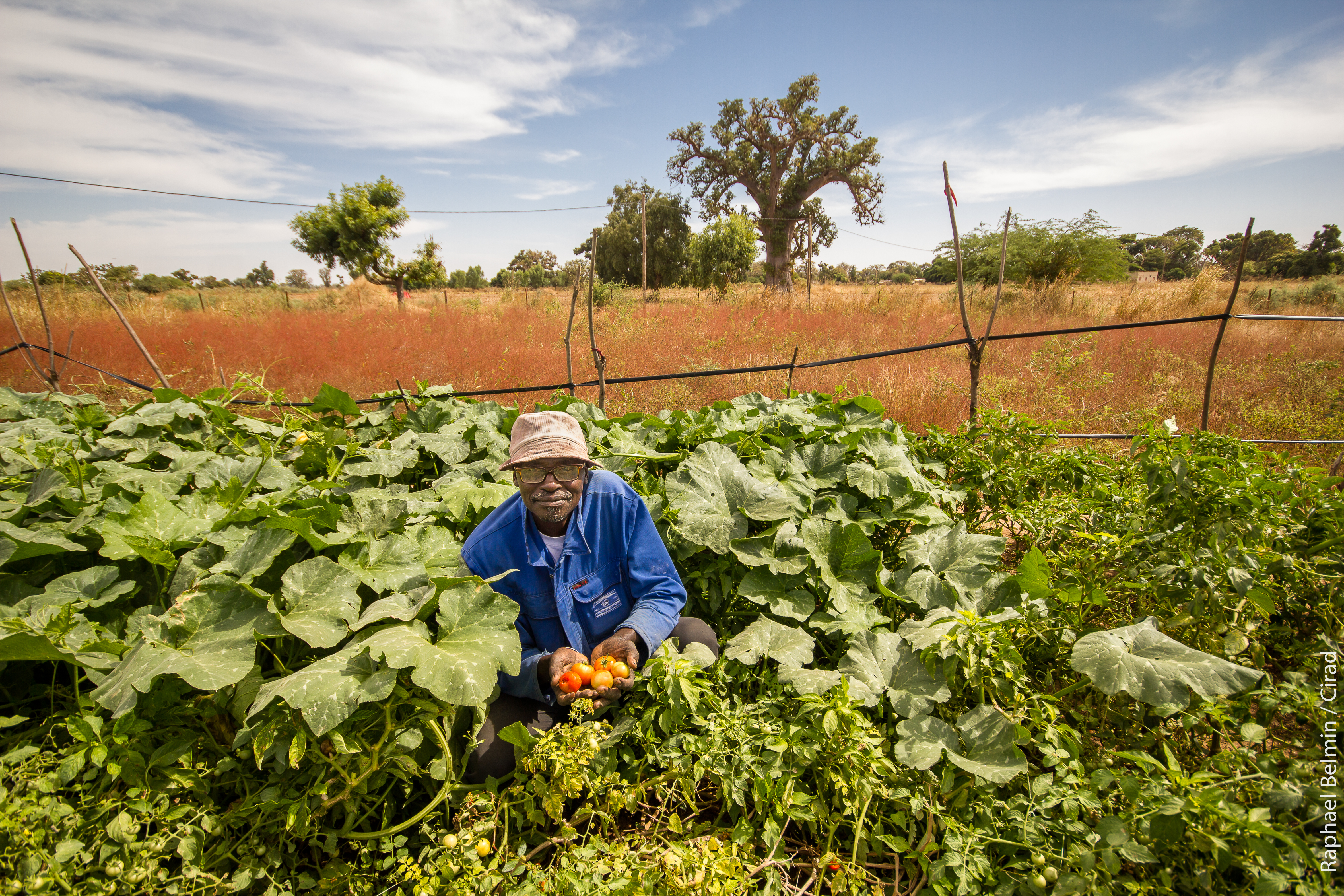 
           Au Sénégal, la grande caravane de l’agroécologie reprend la route ! 