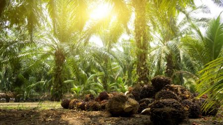 
           Hausse des prix mondiaux de l’huile de palme : quelles implications pour l’Afrique ? 
