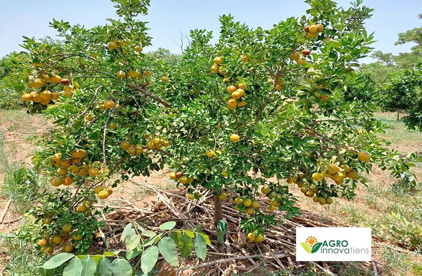 
           Ces oranges au goût d'ananas 