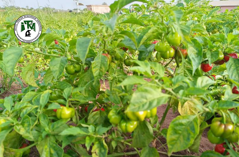 
           Le piment parmi les principales cultures recommandées pour les sols de Moyen-Mono - ITRA Togo 