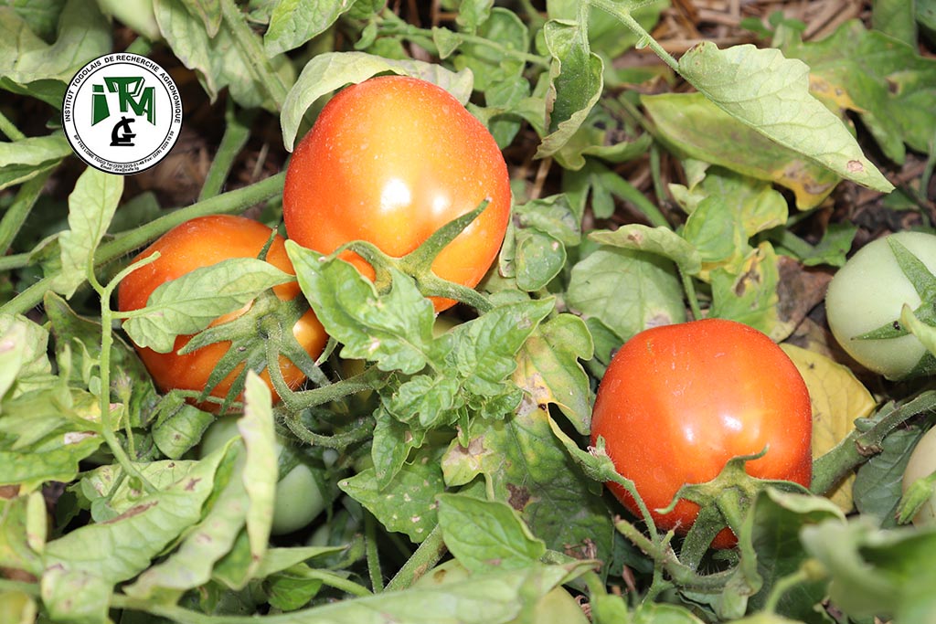
           Recommandations pour atteindre 15t de tomate et 25t de manioc par hectare sur les sols de la préfecture des Lacs - ITRA Togo 
