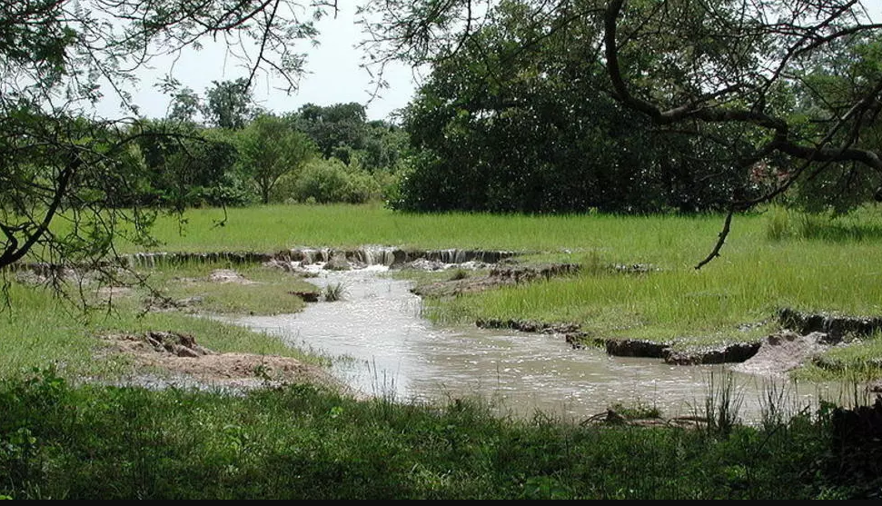 
          Inquiétude sur l’avenir de la forêt du Burkina Faso