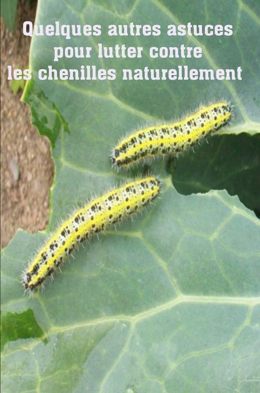 
          Astuces simples pour lutter contre les chenilles 