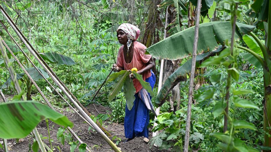 
           Côte d'Ivoire : les agricultrices se tournent vers le bio 
