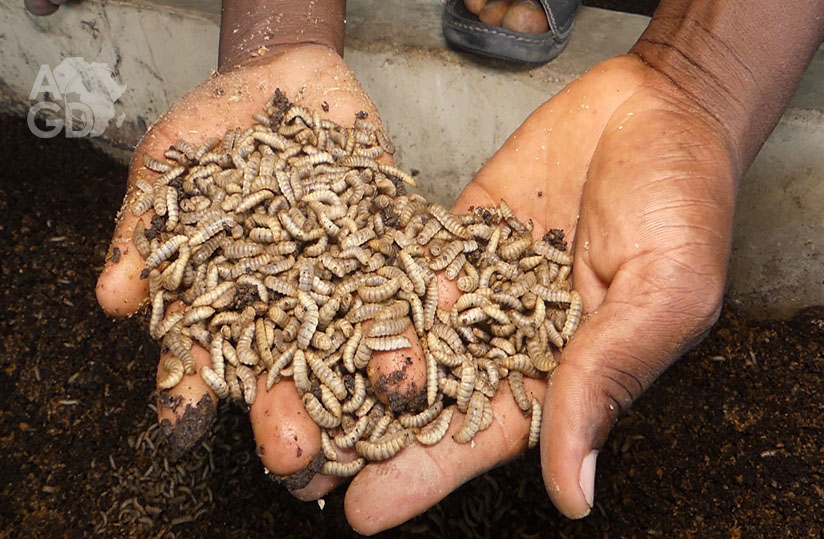 
           L’élevage d’insectes, source de création d’emplois  