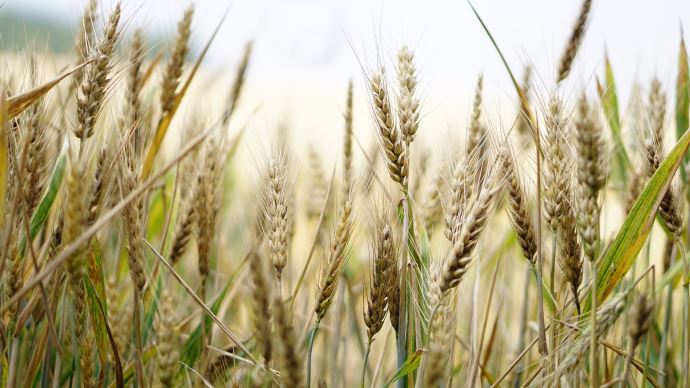 
           Moisson catastrophique Le revenu sera négatif pour plus de 50 % des céréaliers, alerte l’AGPB 