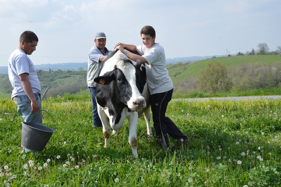 
          Un agriculteur, près de Toulouse, redonne du sens à son métier face au mal-être agricole