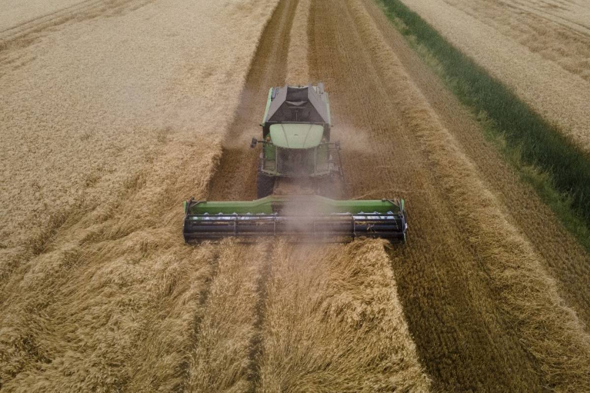 
          Agriculture : le blé français pourra 
