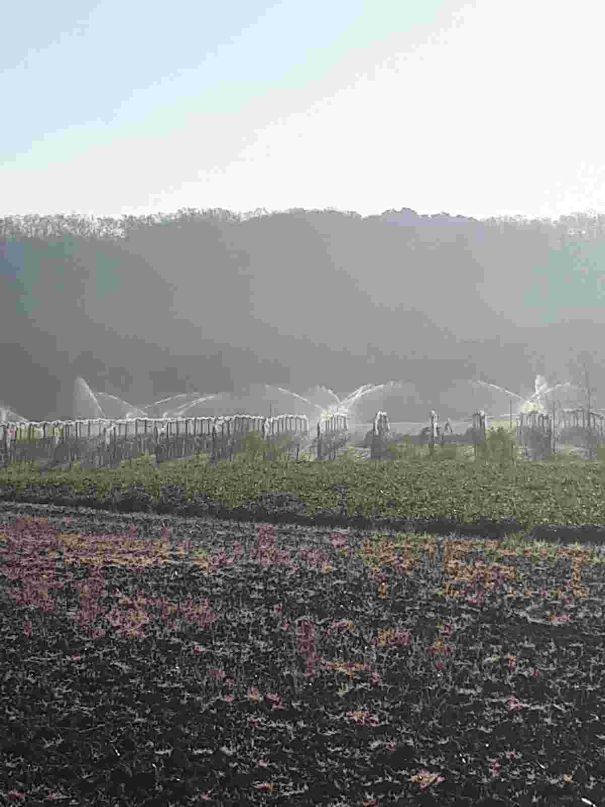 Kiwi irrigation
