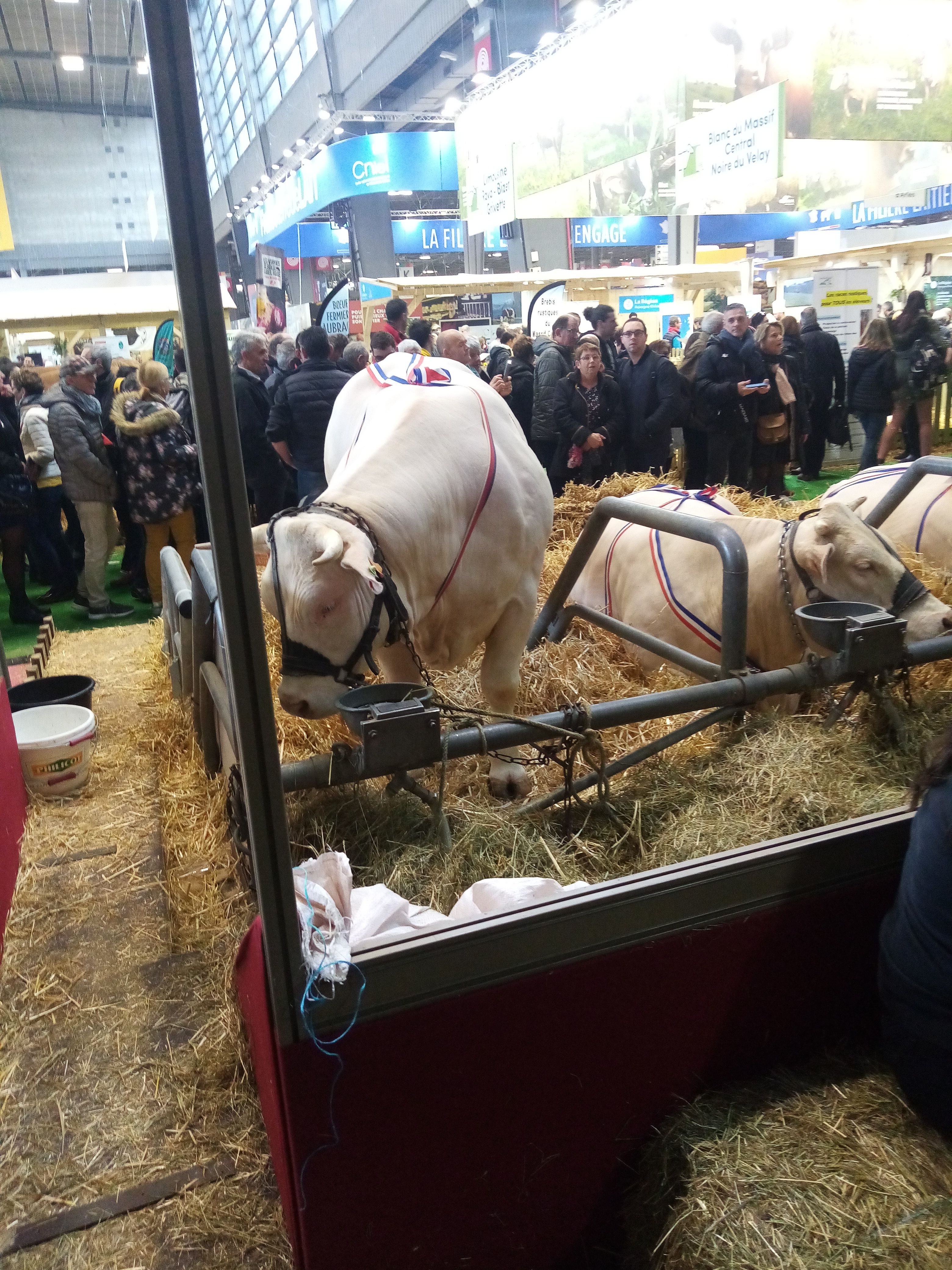 Les Charolais gagnante du concours