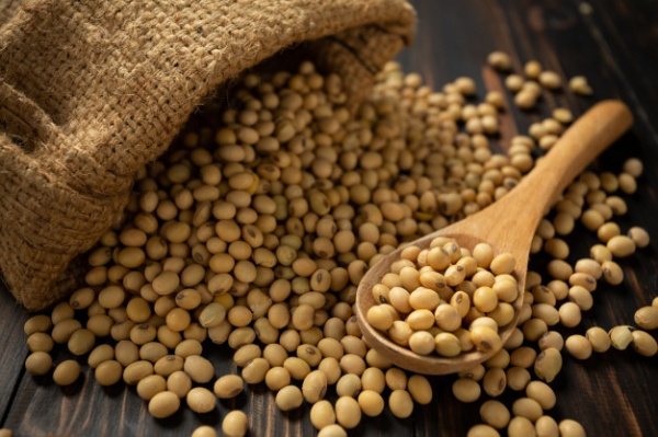 
          Togo : boom des exportations de Soja Bio en 2019