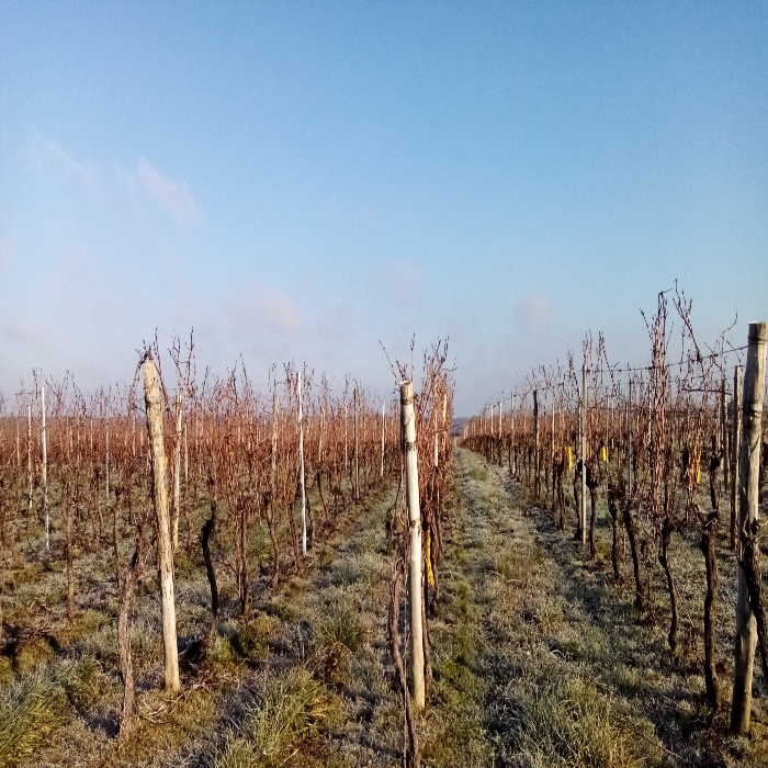 Voici quelques vues hivernales de Gironde, sud-ouest France, secteur Entre-Deux-Mers. Ici viticulture (en coteaux séchants) et grandes cultures (en vallées aux terres plus profondes) se partagent l'espace. Des paysages variés, et un riche patrimoine historique, avec bastides et villages datant du Moyen Âge...
A cette saison, les céréales et couverts d'hiver (ici des féveroles) sont déjà bien développés, un peu de verdure !
