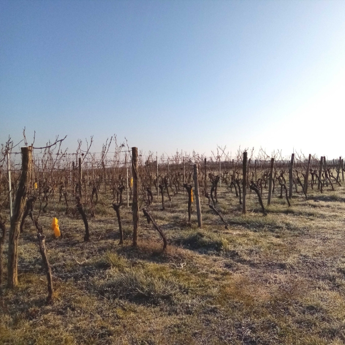 Voici quelques vues hivernales de Gironde, sud-ouest France, secteur Entre-Deux-Mers. Ici viticulture (en coteaux séchants) et grandes cultures (en vallées aux terres plus profondes) se partagent l'espace. Des paysages variés, et un riche patrimoine historique, avec bastides et villages datant du Moyen Âge...
A cette saison, les céréales et couverts d'hiver (ici des féveroles) sont déjà bien développés, un peu de verdure !
