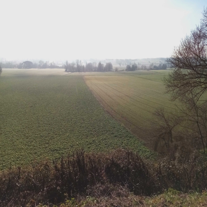 Voici quelques vues hivernales de Gironde, sud-ouest France, secteur Entre-Deux-Mers. Ici viticulture (en coteaux séchants) et grandes cultures (en vallées aux terres plus profondes) se partagent l'espace. Des paysages variés, et un riche patrimoine historique, avec bastides et villages datant du Moyen Âge...
A cette saison, les céréales et couverts d'hiver (ici des féveroles) sont déjà bien développés, un peu de verdure !
