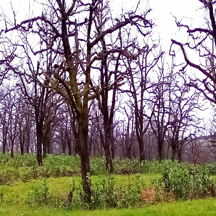Pruniers du Lot et Garonne. Ces pruniers à l'origine des fameux pruneaux d'Agen. A l'heure de la taille, c'est intéressant de voir de plus en plus de vergers où des féveroles sont présentes, soit dans entre les rangs d'arbres, soit sur les rangs. Les féveroles occupent très utilement l'espace, améliorant la structure du sol grâce à leur système racinaire, apportant de l'azote profitable pour les arbres... 