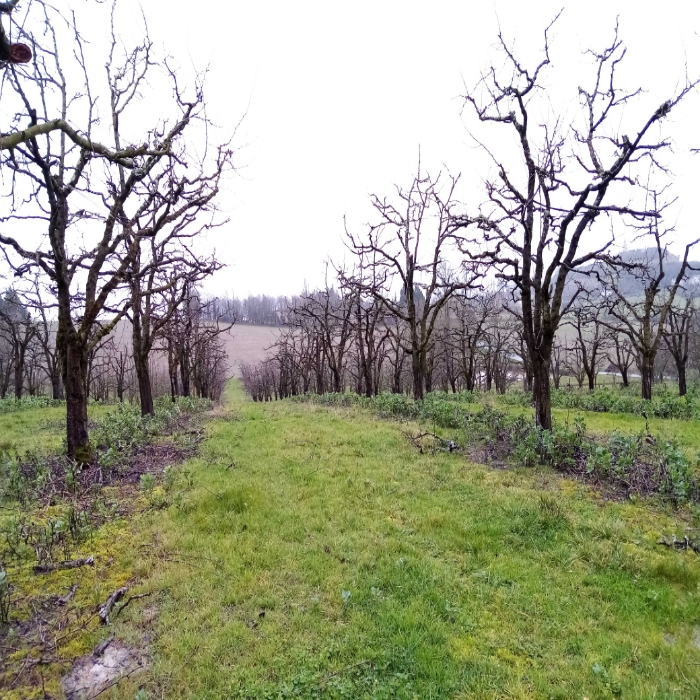 Pruniers du Lot et Garonne. Ces pruniers à l'origine des fameux pruneaux d'Agen. A l'heure de la taille, c'est intéressant de voir de plus en plus de vergers où des féveroles sont présentes, soit dans entre les rangs d'arbres, soit sur les rangs. Les féveroles occupent très utilement l'espace, améliorant la structure du sol grâce à leur système racinaire, apportant de l'azote profitable pour les arbres... 