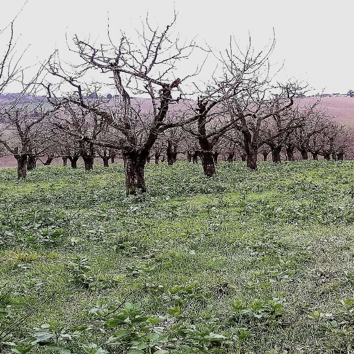 Pruniers du Lot et Garonne. Ces pruniers à l'origine des fameux pruneaux d'Agen. A l'heure de la taille, c'est intéressant de voir de plus en plus de vergers où des féveroles sont présentes, soit dans entre les rangs d'arbres, soit sur les rangs. Les féveroles occupent très utilement l'espace, améliorant la structure du sol grâce à leur système racinaire, apportant de l'azote profitable pour les arbres... 