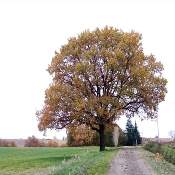 Bonjour, la campagne est belle en toutes saisons ! N'hésitez pas à partager et faire découvrir vos paysages, pour le plaisir des yeux...