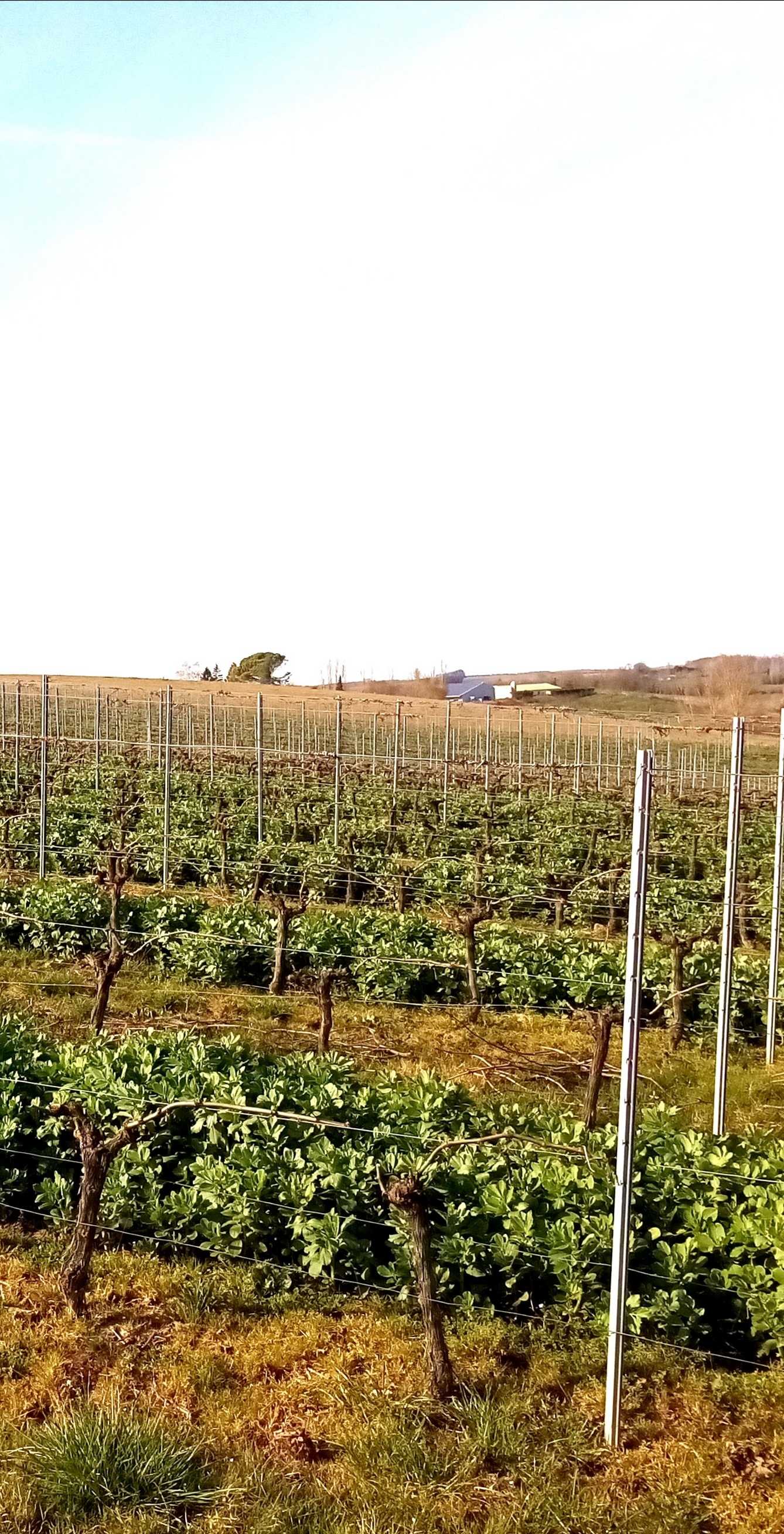 
          Bonjour, la présence de féveroles dans les rangs de vignes (souvent 1 rang sur 2, comme ici en Gironde) est de plus en plus répandue, notamment dans les vignobles conduits en biodynamie : elle apporte de l'azote (la féverole étant une légumineuse associée à des bactéries fixatrices d'azote atmosphérique), structure le sol avec son système racinaire bien développé), et reste facile à détruire au printemps (par roulage et broyage). 