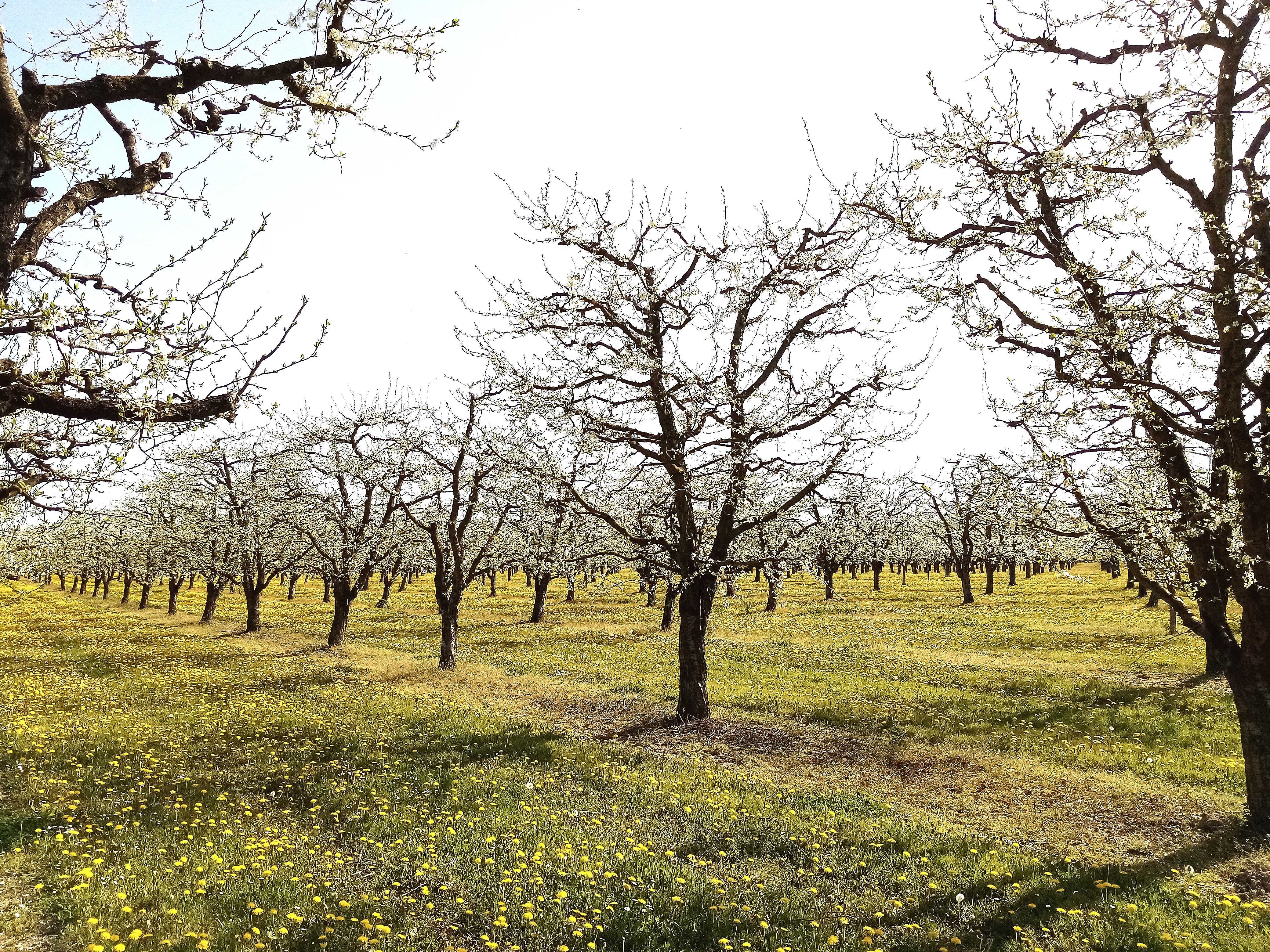 Sud Dordogne, les pruniers en fleurs... Magnifique paysage parfumé... Mais gare aux gelées nocturnes, car à ce stade les fleurs sont très sensibles au froid... 