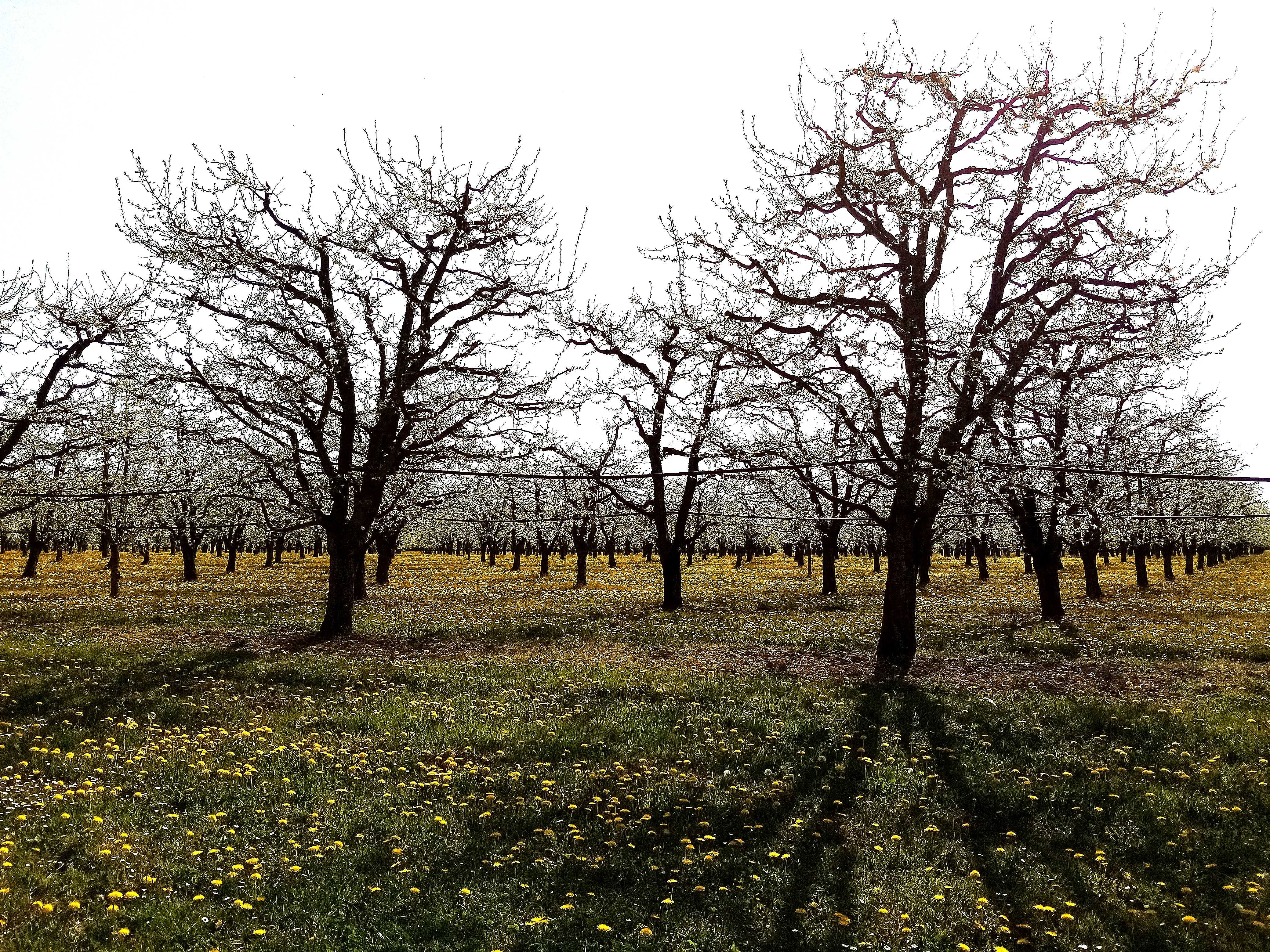 Sud Dordogne, les pruniers en fleurs... Magnifique paysage parfumé... Mais gare aux gelées nocturnes, car à ce stade les fleurs sont très sensibles au froid... 