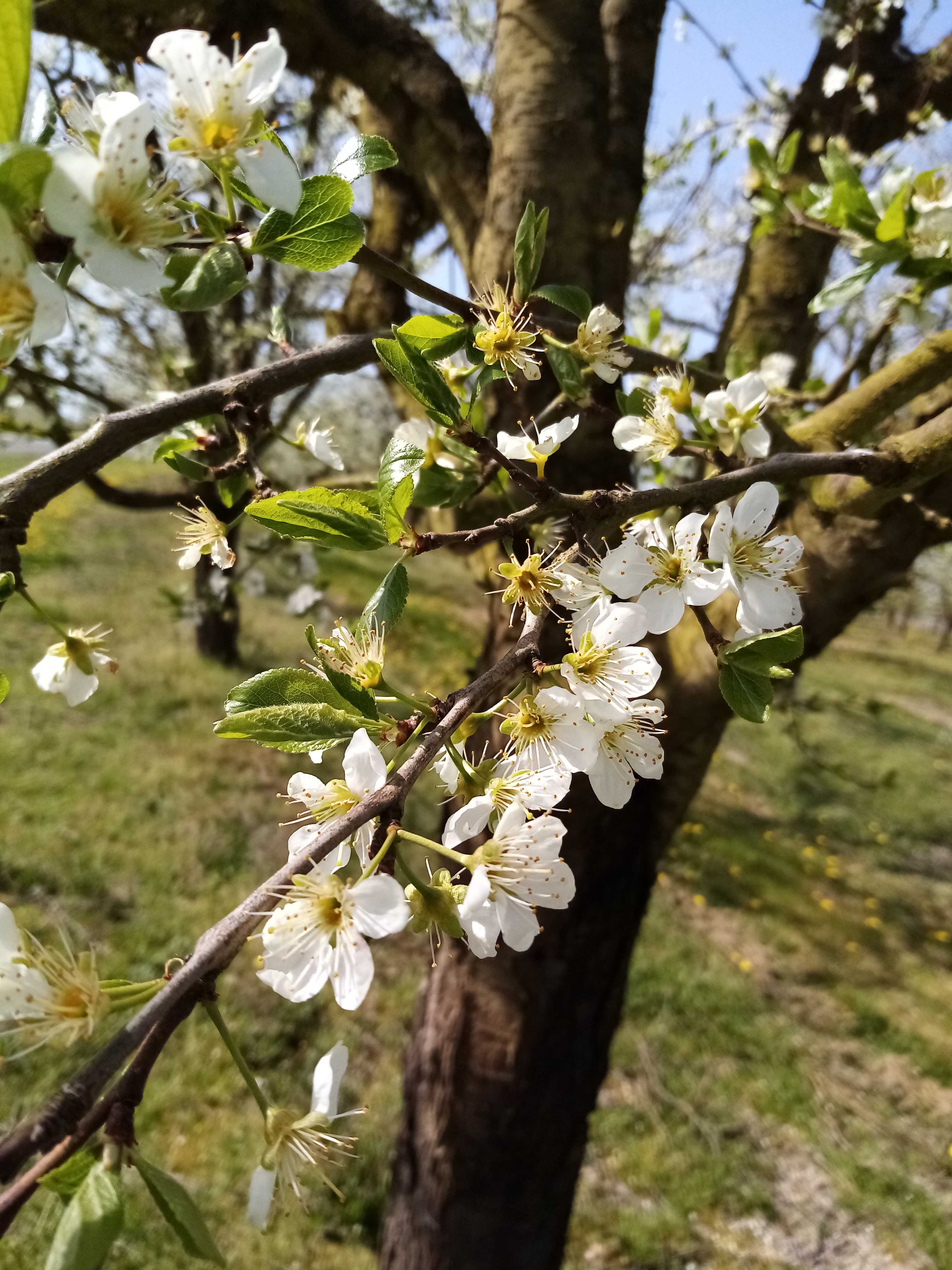 Sud Dordogne, les pruniers en fleurs... Magnifique paysage parfumé... Mais gare aux gelées nocturnes, car à ce stade les fleurs sont très sensibles au froid... 
