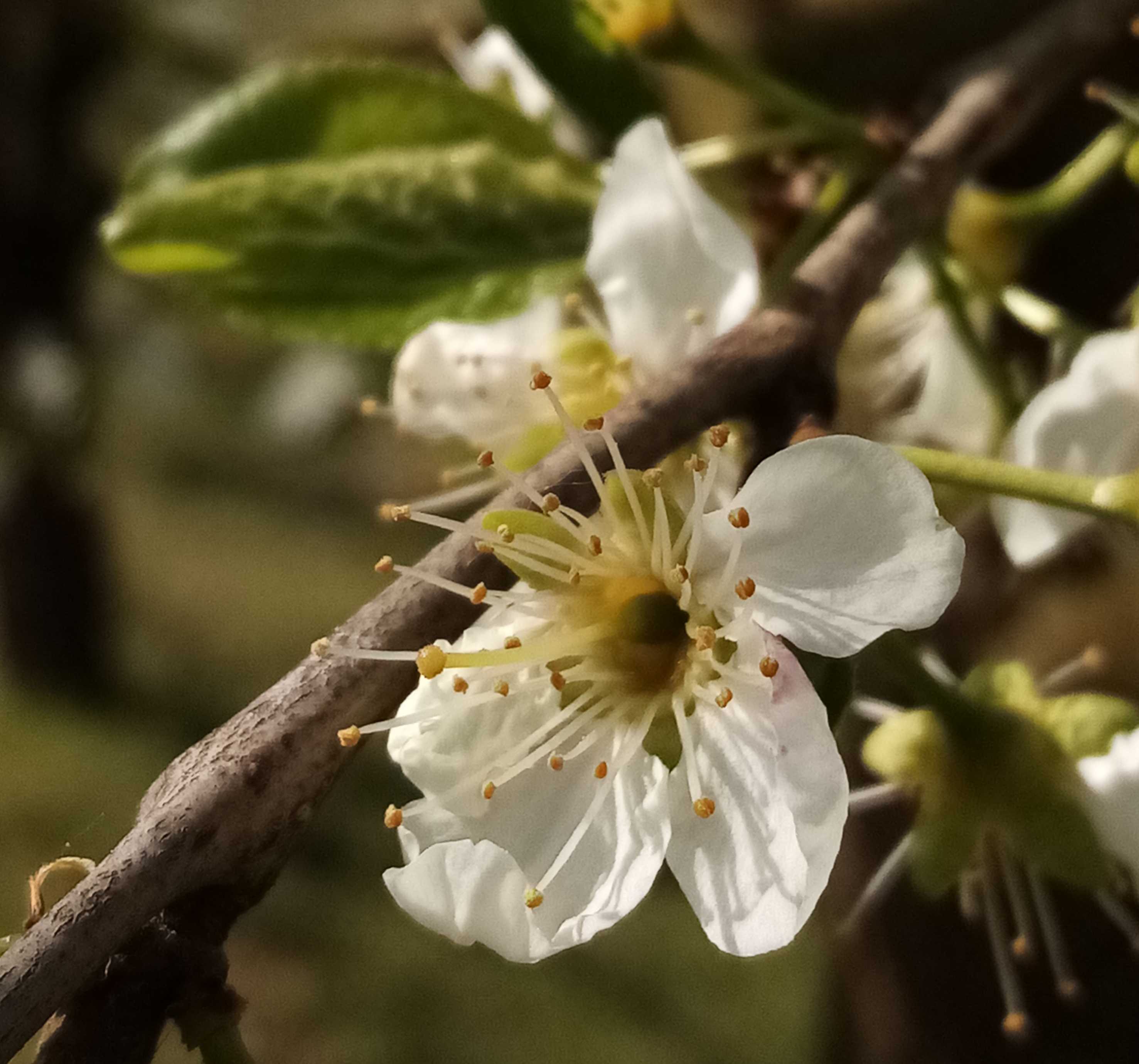 Sud Dordogne, les pruniers en fleurs... Magnifique paysage parfumé... Mais gare aux gelées nocturnes, car à ce stade les fleurs sont très sensibles au froid... 