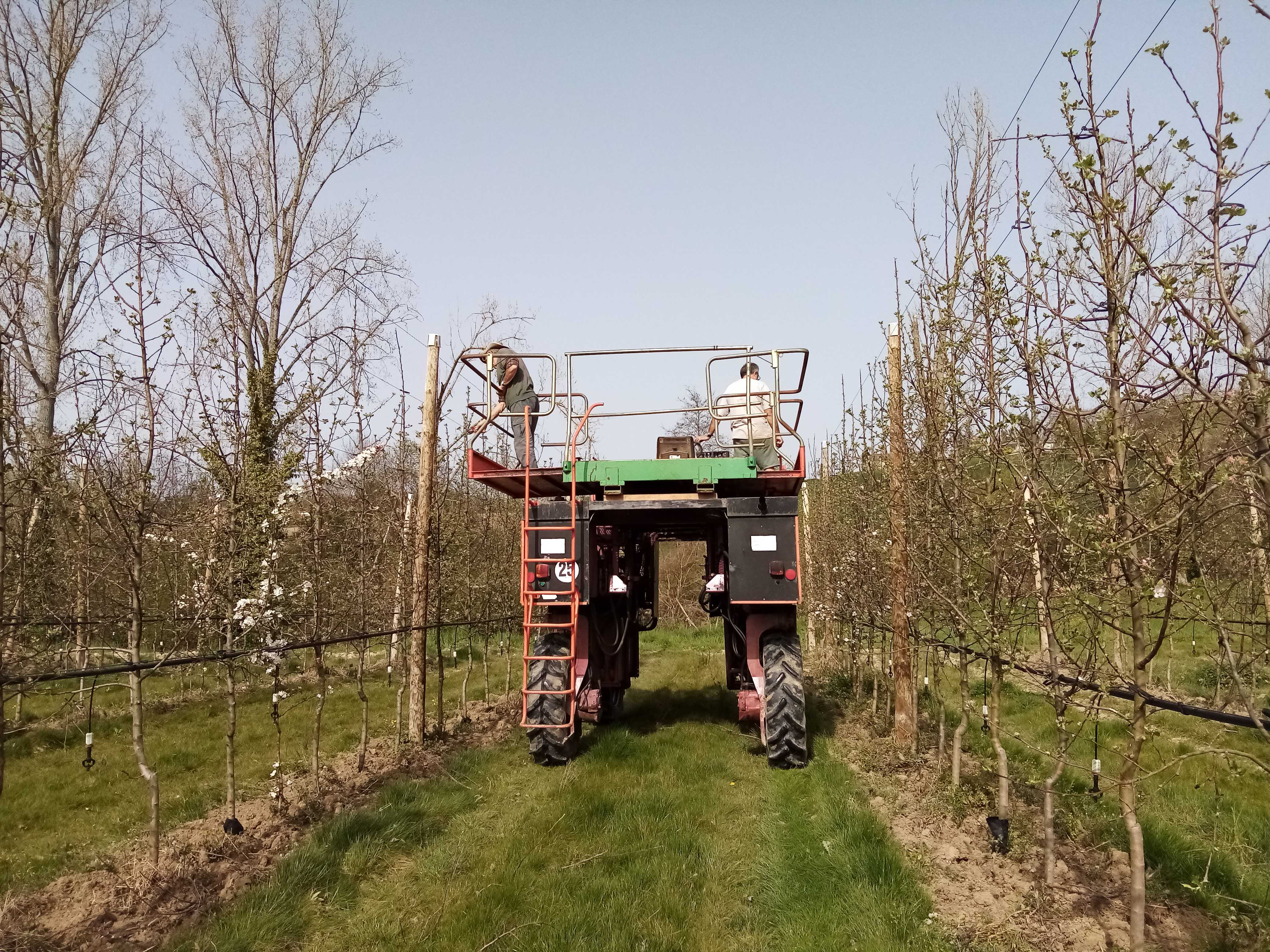 1er avril, fin des tailles d'arbres en Lot-et-Garonne. Ici un verger de pommiers. On voit certains petits pommiers déjà tout en fleurs : ce sont ceux qui servent à polliniser la variété majoritaire. (les pommiers étant auto-steriles, il faut que les insectes pollinisateurs trouvent du pollen d'une autre variété pour que la fécondation  et la fructification soient assurées). 