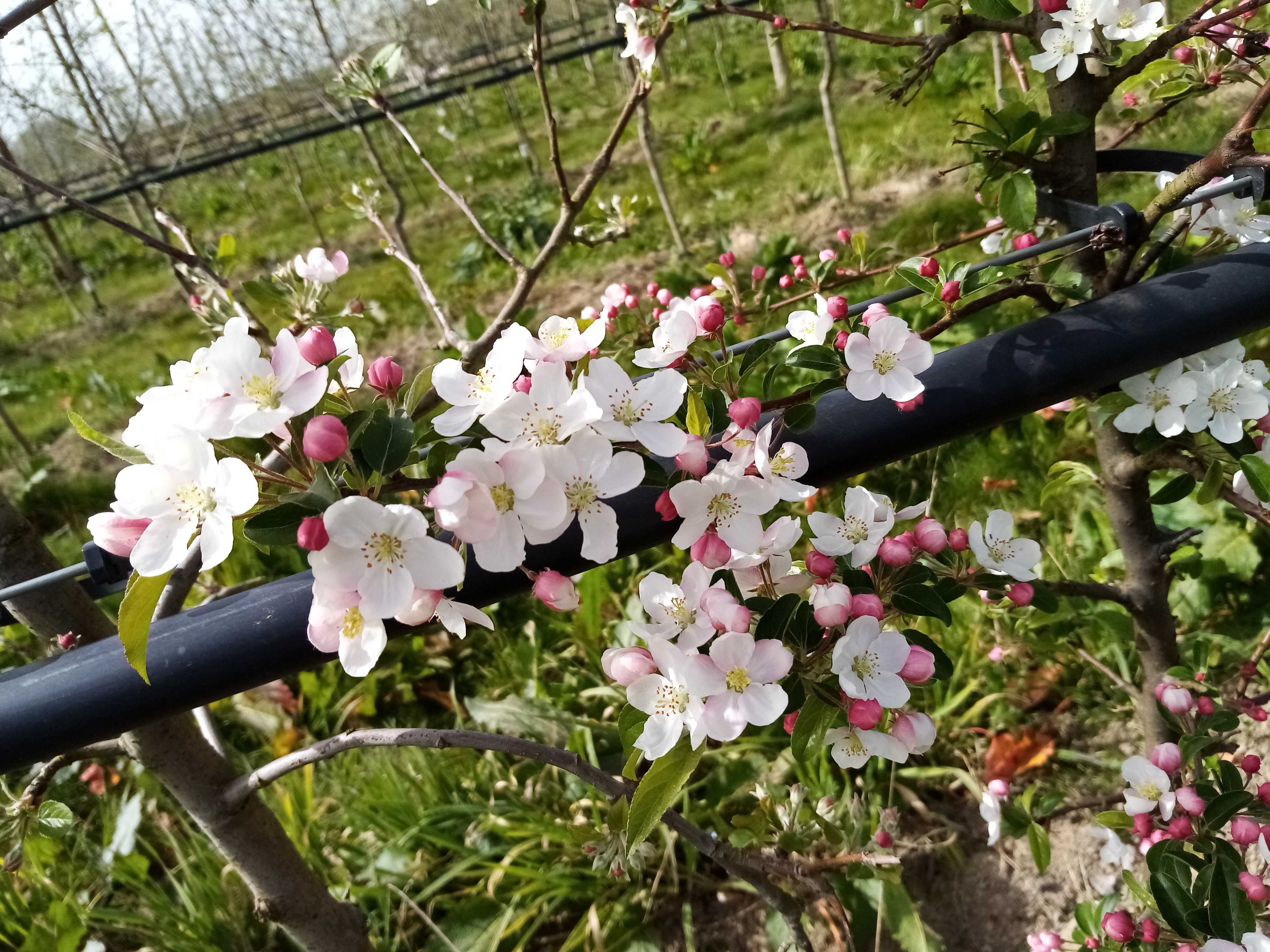 1er avril, fin des tailles d'arbres en Lot-et-Garonne. Ici un verger de pommiers. On voit certains petits pommiers déjà tout en fleurs : ce sont ceux qui servent à polliniser la variété majoritaire. (les pommiers étant auto-steriles, il faut que les insectes pollinisateurs trouvent du pollen d'une autre variété pour que la fécondation  et la fructification soient assurées). 