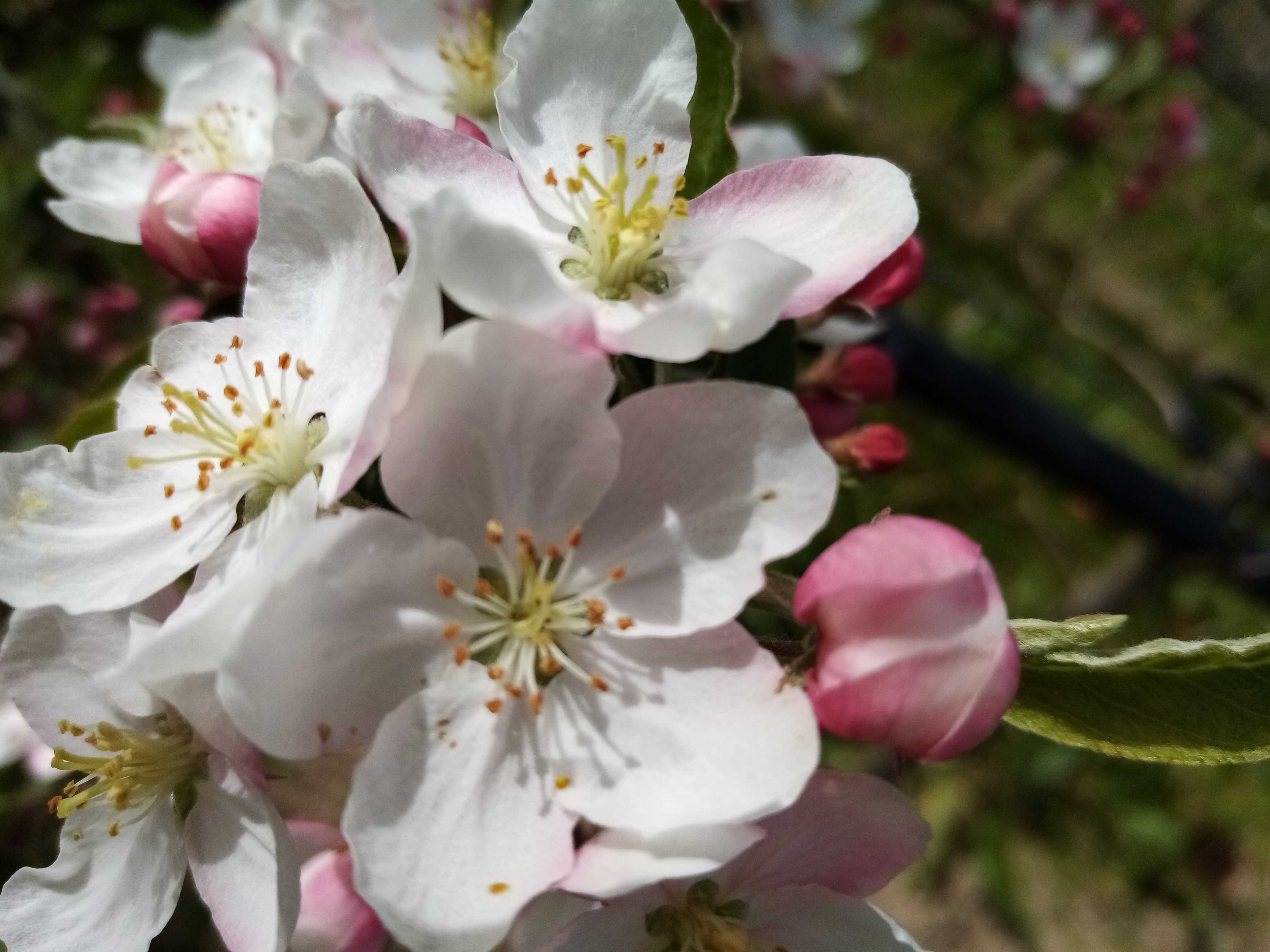 1er avril, fin des tailles d'arbres en Lot-et-Garonne. Ici un verger de pommiers. On voit certains petits pommiers déjà tout en fleurs : ce sont ceux qui servent à polliniser la variété majoritaire. (les pommiers étant auto-steriles, il faut que les insectes pollinisateurs trouvent du pollen d'une autre variété pour que la fécondation  et la fructification soient assurées). 