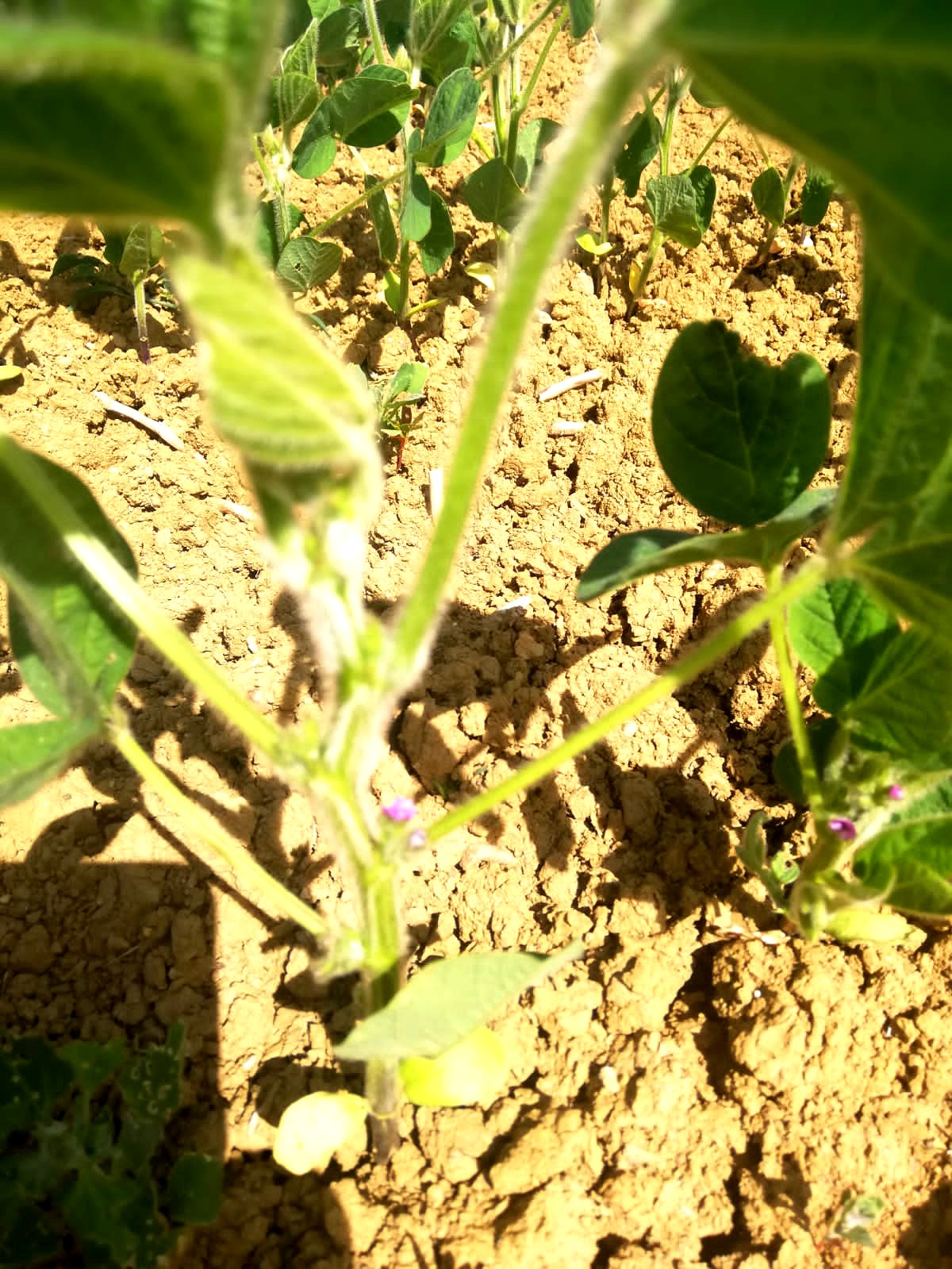 
          Premières fleurs de Soja