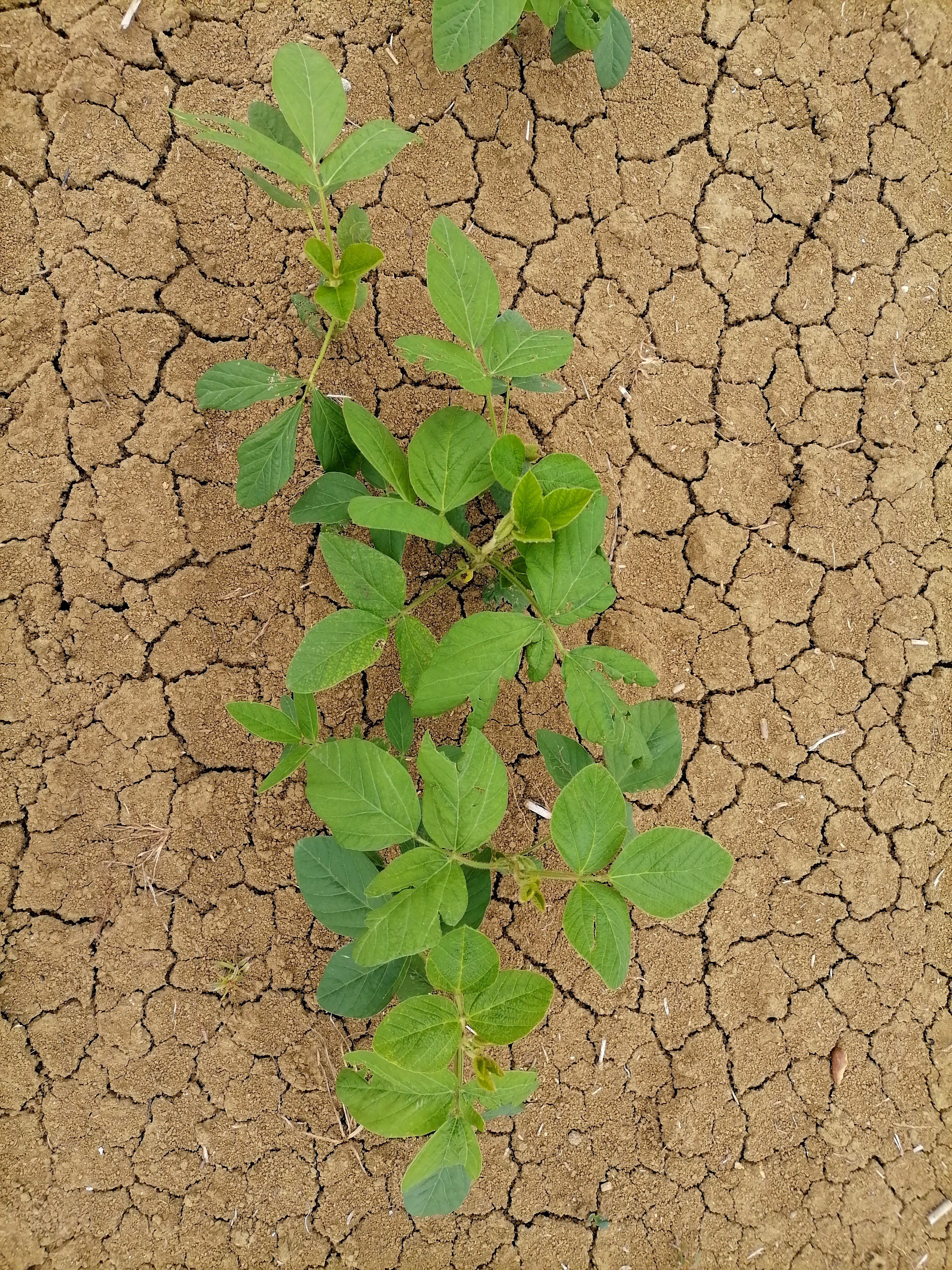 
          Soja Edamame cultivé par les Silos du Touch