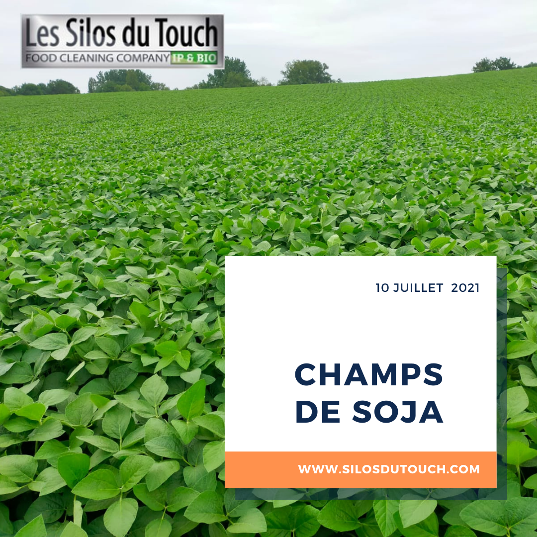
           Champs de soja - Sud de France 🙂