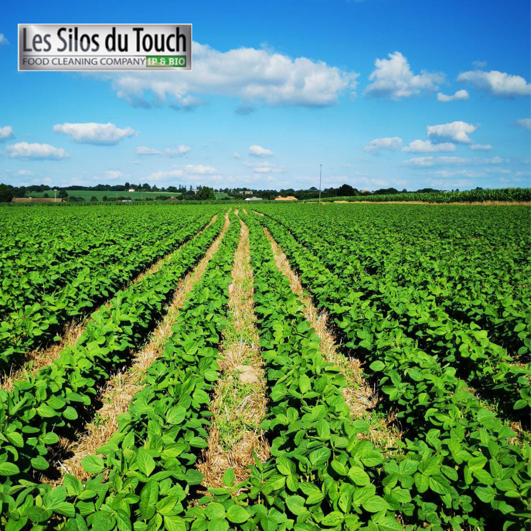 
          Soytouch