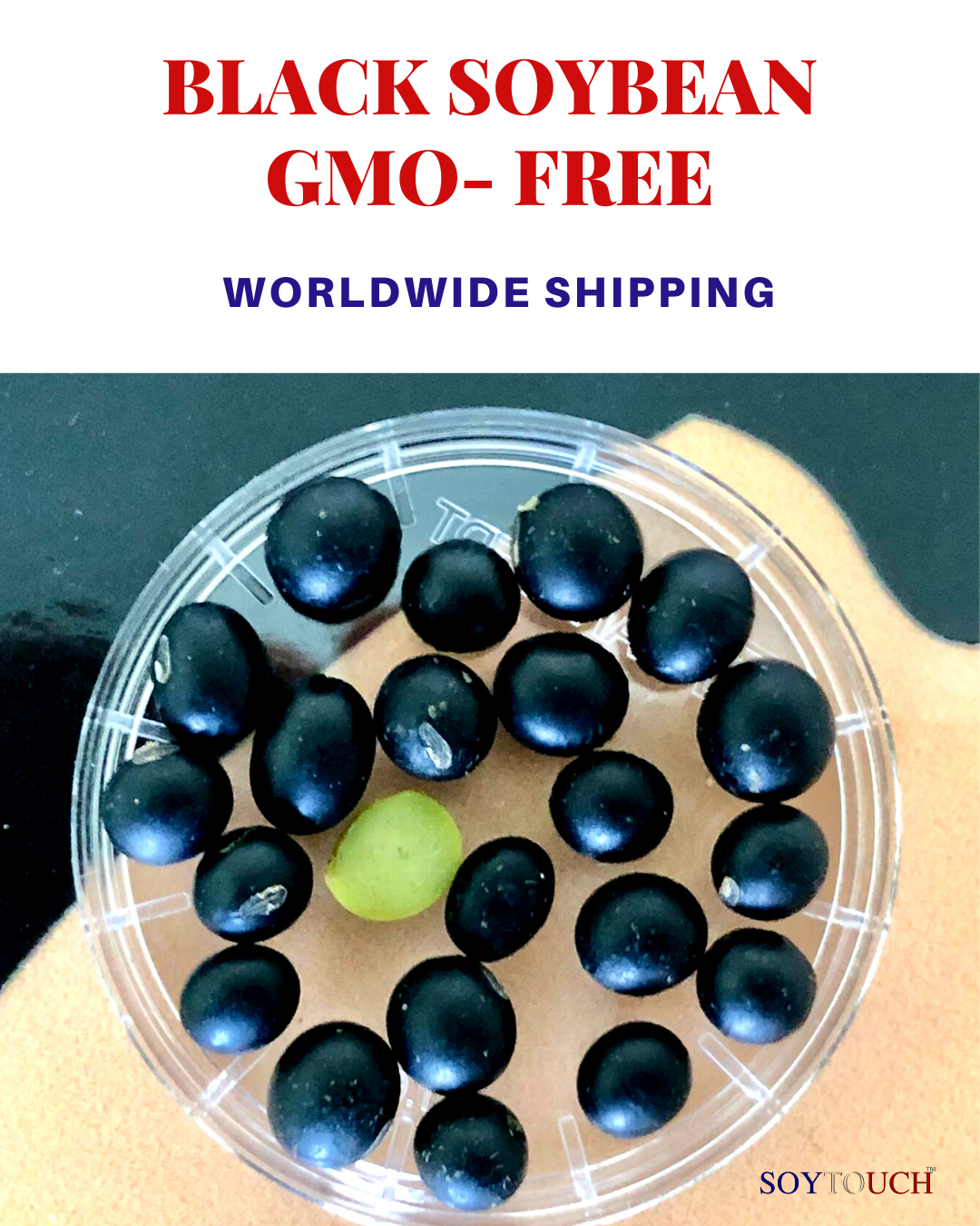 
          BLACK SOYBEAN AVAILABLE 50% PROTEIN AND GMO FREE