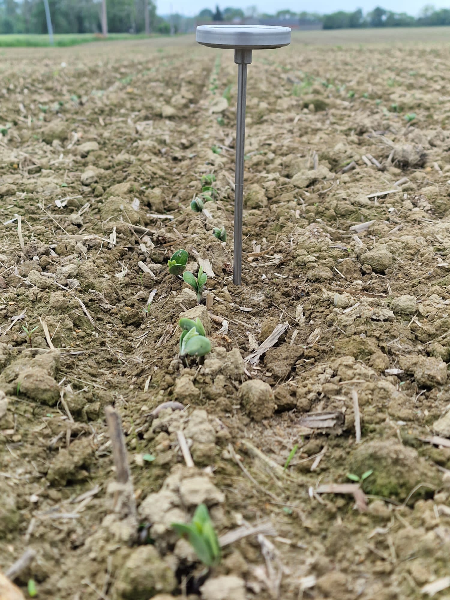 
          First soya plants