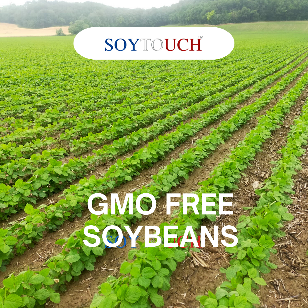 
          Soybean fields - June 2022