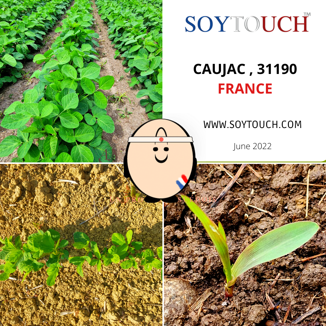 
          SOYTOUCH  FIELDS - SUMMER 2022
