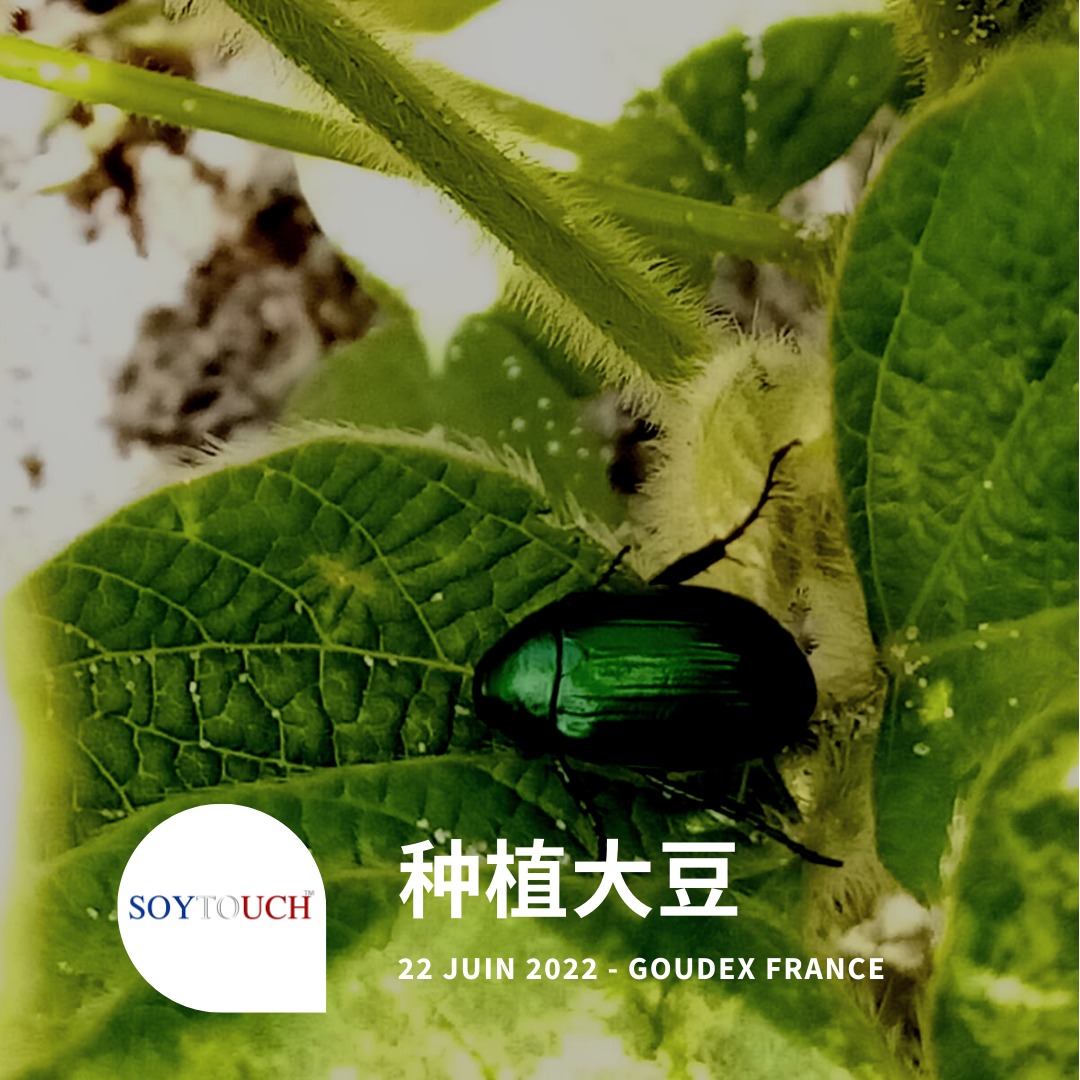 
          中国食品的最佳大豆