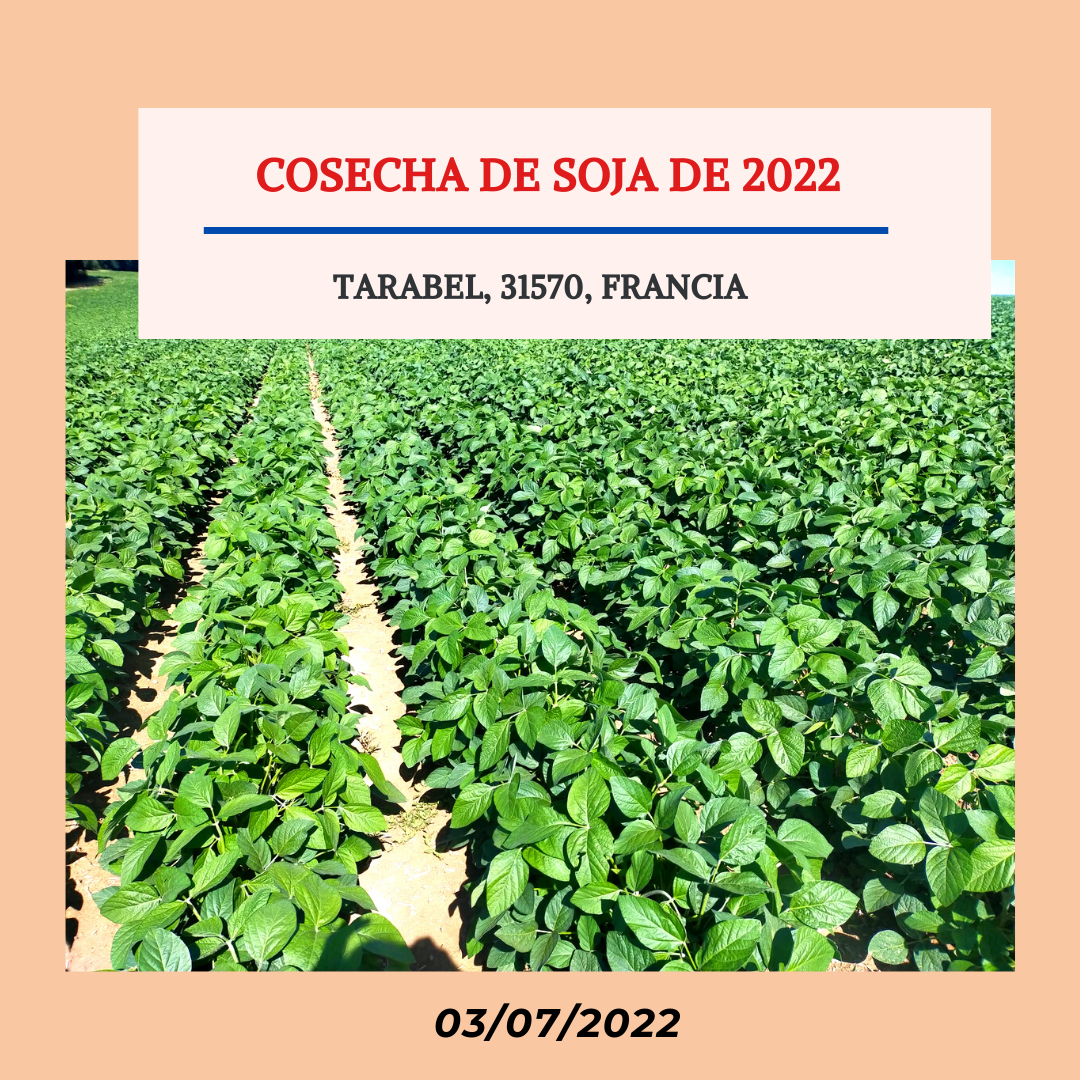 
          Cosecha de soja 2022