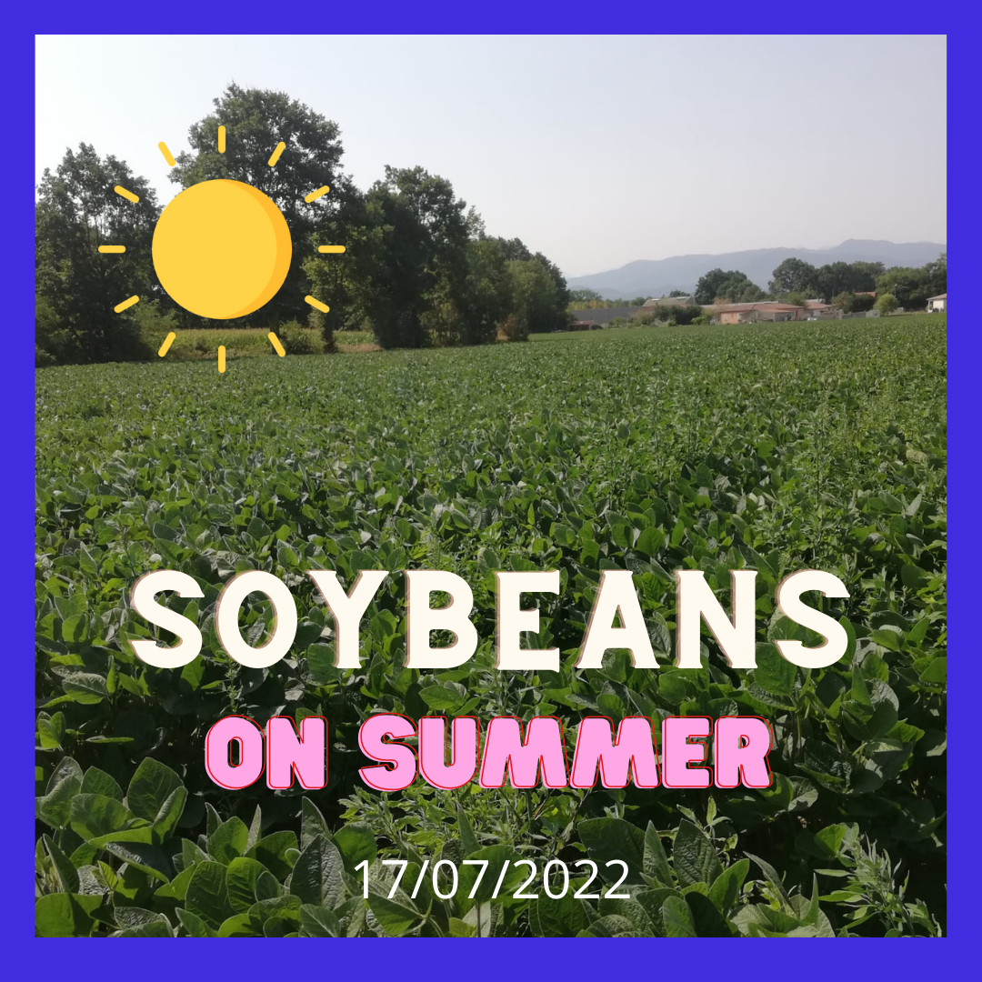 
          Soybeans  growing on summer