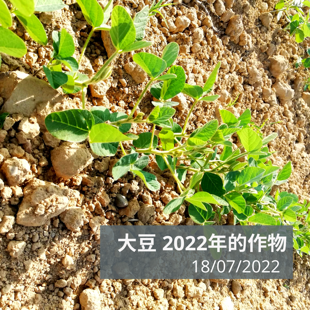 
          中国食品的最佳大豆