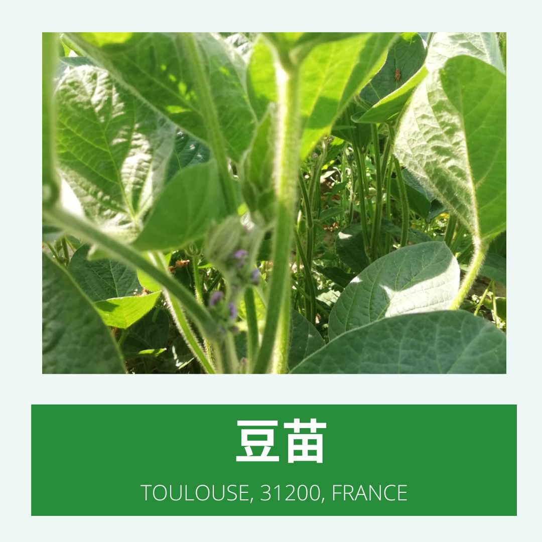 
          大豆 2022年作物