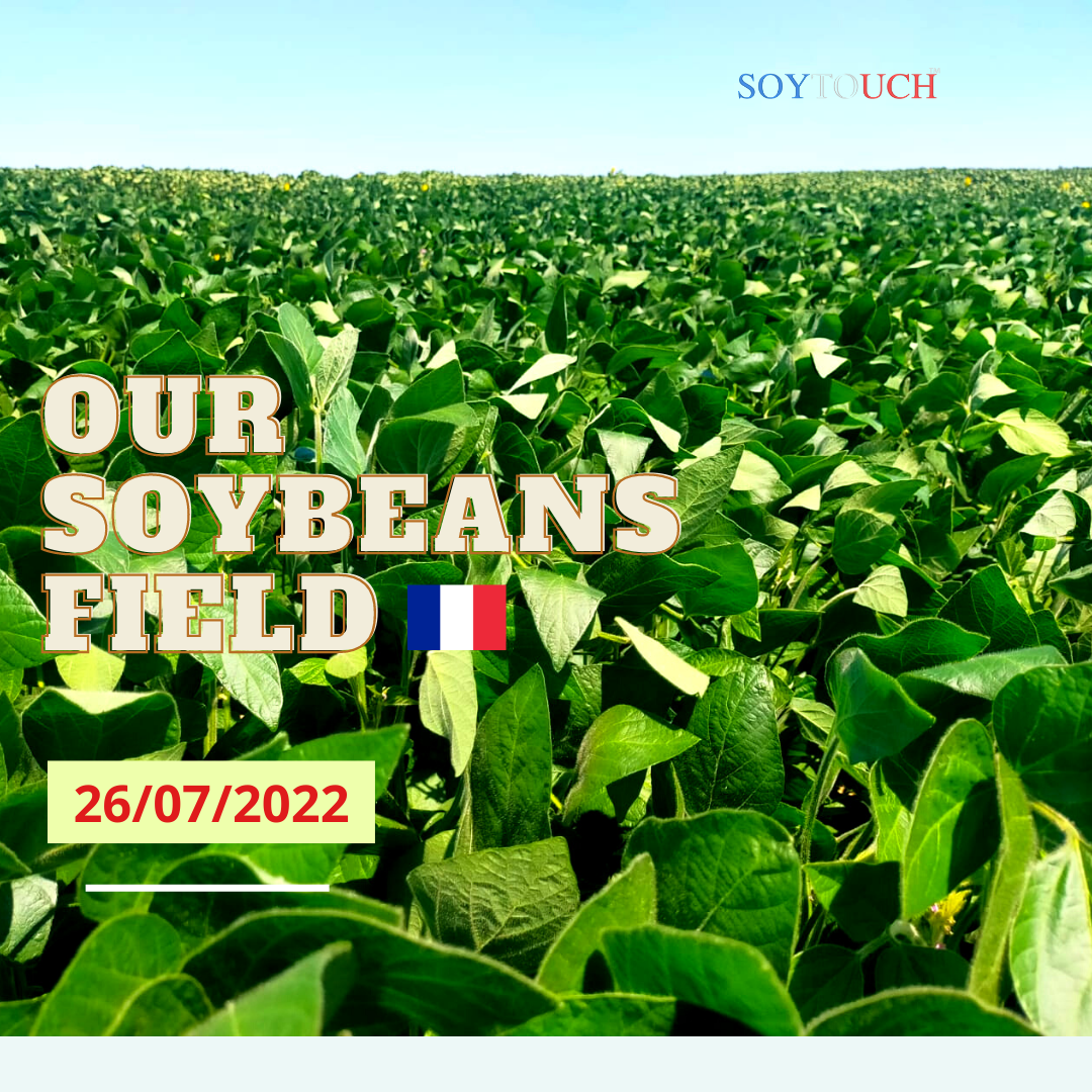 
           Soybeans fields -  2022  crop 
