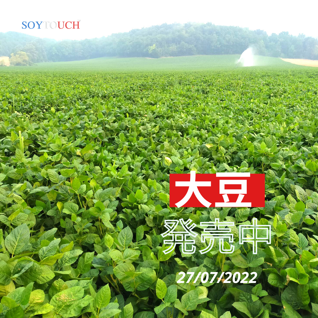 
          有機大豆 2022年産
