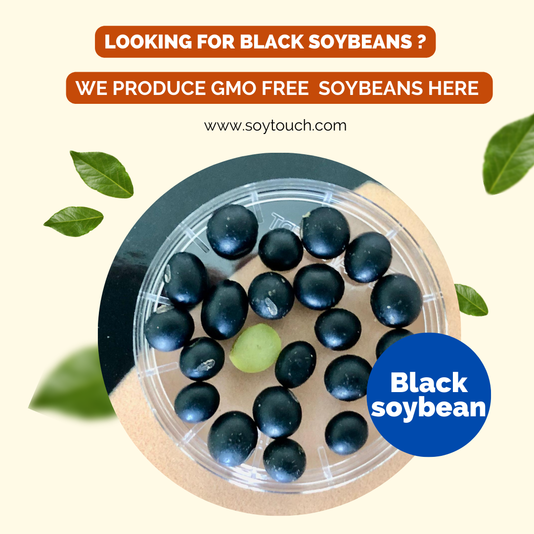 
          Black soybeans  2022 crop