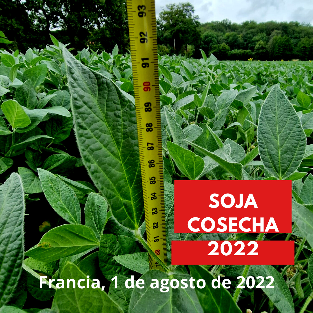 
          Cosecha de soja 2022